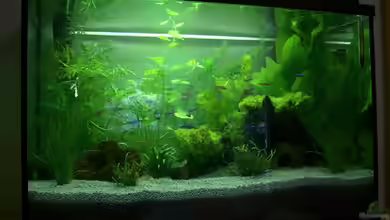 Becken 9755 von Earkle