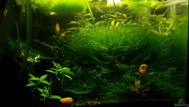 Becken 9764 von aetti