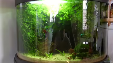 Becken 9795 von Graf