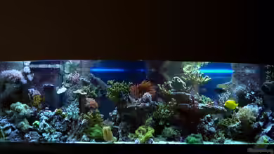 Becken 9800 von Sveni