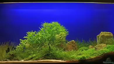 Becken 9808 von Shadei