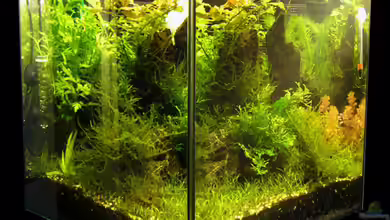 Becken 9817 von Stefan Philippi