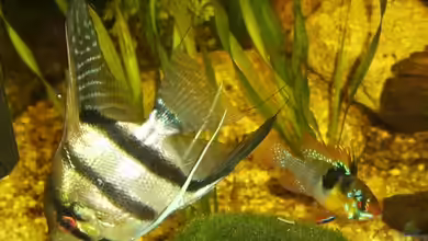 Becken 9820 von Butterblume