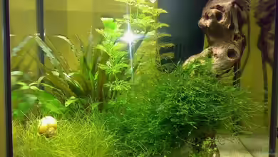 Becken 9832 von Thomas Höppner