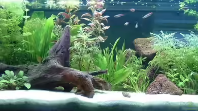 Becken 9833 von Stefan Brouwer