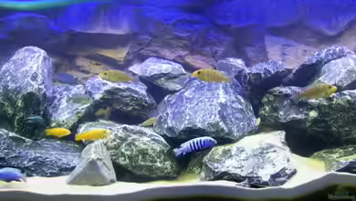 Becken 9840 von FinalDragon