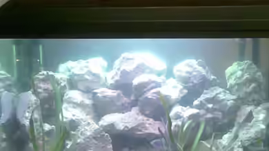 Becken 9853 von Danny Fröhlich