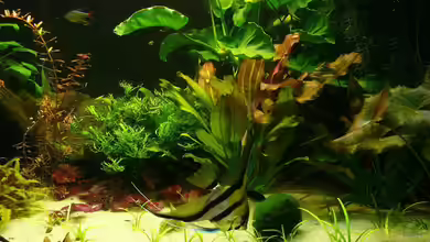 Becken 9856 von Die kleine Meerjungfrau