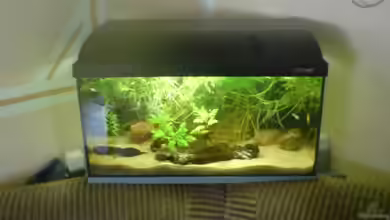 Becken 9886 von Thorsten Hoch