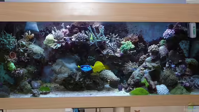 Becken 9928 von der Preusse