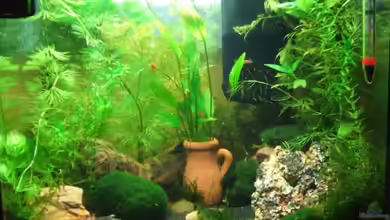 Becken 9938 von Dani-lein