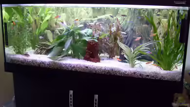 Becken 9940 von Sven Delbederis