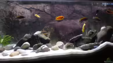 Becken 9943 von Der Schwabe