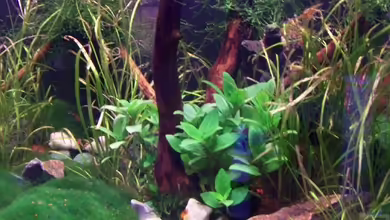 Becken 9962 von Dani B