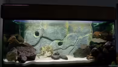 Becken 9976 von Lollidda