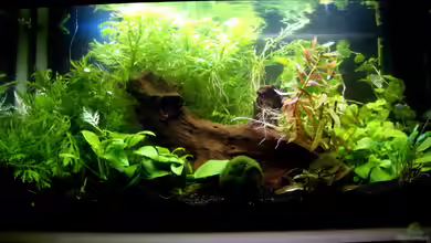 Becken 9990 von Basketjoe