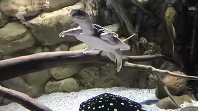 Becken amazonas von Paul Lehmann