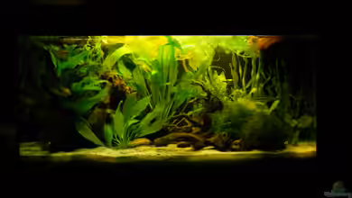 Becken aufgelöst von Felisa Hausott