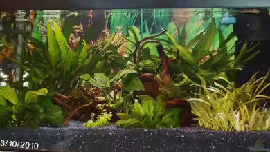 Becken für Wirbellose von andies10