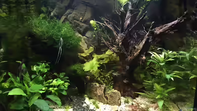 Becken Lido 200 von Tarmina