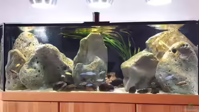 Becken Malawi 38668 von Andreas L.