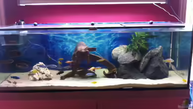 Becken Malawi EU von Bandit12