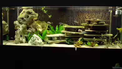 Becken Malawi Mbuna`s von Troll