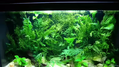 Becken mit Aphyosemion australe von Kuller