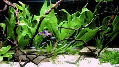 Becken mit Mikrogeophagus ramirezi von Kuller