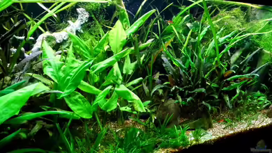 Becken Nr.5 von snooze