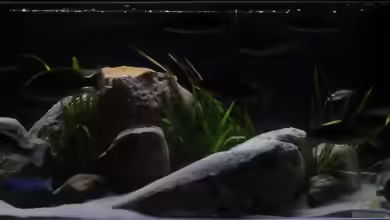 !!!!!!Becken steht zum Verkauf!!!! von Wesermalawi