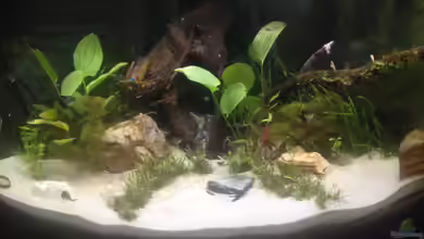 Becken Südamerika von parrots-of-fire.de