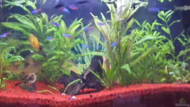 Becken von reallordofnothing