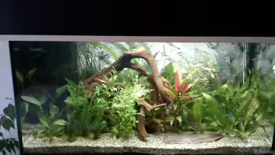 Becken1 von wasserträger