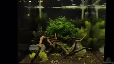 Bee Tank - Nur noch als Beispiel von Julien Preuß