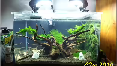 Bee Town von Christian Zwick