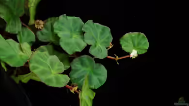 Begonia lichenora im Terrarium pflanzen