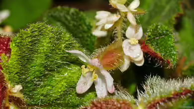 Begonia sarawak im Terrarium pflanzen