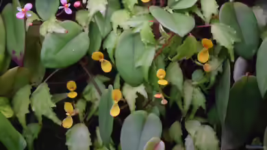Begonien: Farbenprächtige Blatt- und Blütenpflanzen für Garten, Balkon und Terrarium