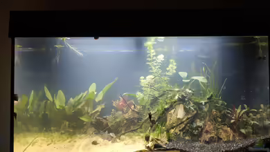 Bergisches Asien von Wall-E