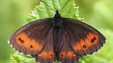Bergwald Mohrenfalter im Garten