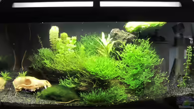 BerlinSaar von Gonnos