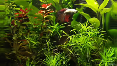 Beta's Cube (aufgelöst) von NRW