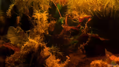 Betta brownorum von fischgarage