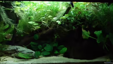 Betta Imbellis (BECKEN NICHT MEHR IN BETRIEB) von Laura