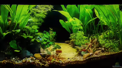 Betta jungle -aufgelöst- von okefenokee