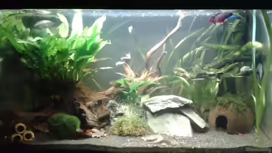 Betta splendens von Jessi & Daniel