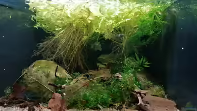 Bettatümpel von Fichte