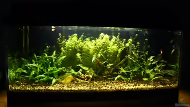 Biber von Andrea Rüter