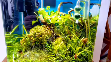 Bienenversteck -nur noch als Beispiel- von aquariumwelt